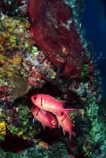 blackbar soldierfish