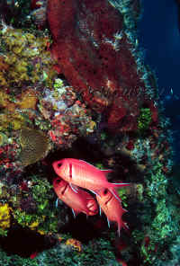 BAH-blackbar_soldierfish.jpg (360786 bytes)