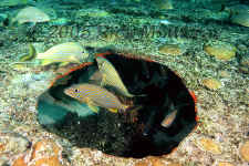 bluestriped grunts on the Hesperus