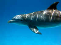 bottlenose dolphin