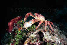 bahamas crab