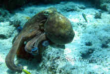 common octopus-4