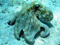 common octopus