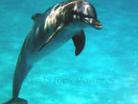 curious dolphin