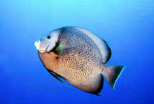 gray angelfish