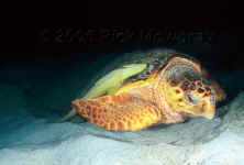 loggerhead sea turtle