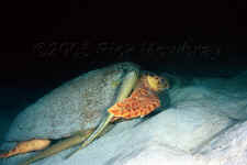 loggerhead with remoras