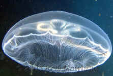 moon jelly swimming