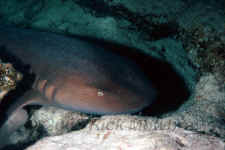 nurse shark