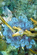BAH-painted tunicates.jpg (341181 bytes)