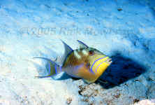 queen triggerfish intermediate phase