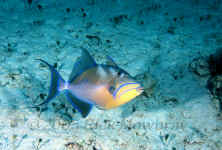 queen triggerfish