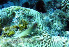 redlip blenny