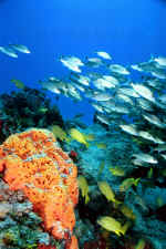 reef scene