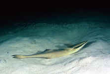 remora