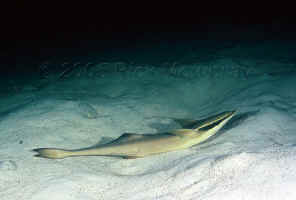 BAH-remora.jpg (282945 bytes)