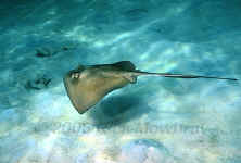 southern stingray