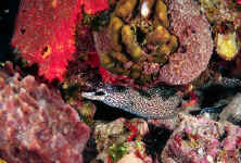 spotted moray