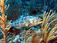 Belize - Black Grouper