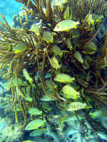 Belize - Bluestripped Grunts in Rope Sponge