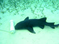 BLZ_Nurse Shark Feed2.jpg (336662 bytes)