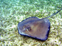 Belize - Southern Stingray