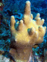 Belize - Pillar Coral