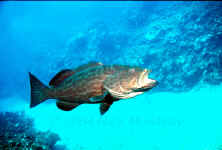 Belize - Yellowmouth Grouper