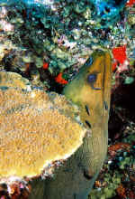Green Moray at a cleaning station