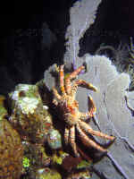 BLZ_crab on seafan.jpg (411633 bytes)