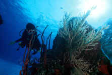 Kelli exploring in Belize