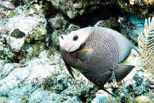 Belize - Gray Angelfish