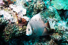 Belize - Gray Angelfish