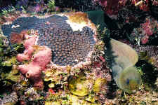 Belize - Hunting Green Moray