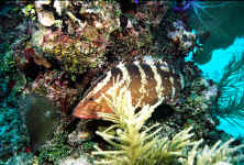 Belize - Nassau Grouper