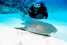 Belize - Diver with Nurse Shark