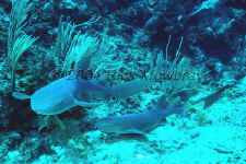 Belize - Nurse Sharks