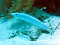 BLZ_sand tilefish.jpg (408194 bytes)