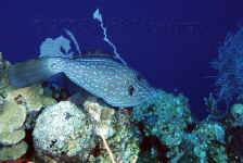 BLZ_scrawled filefish.jpg (325351 bytes)