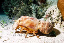 Belize - Spanish Lobster