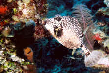 BLZ_smooth trunkfish3.jpg (320724 bytes)