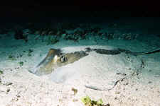 Belize - Stealth Stingray