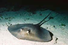 Belize - Southern Stingray