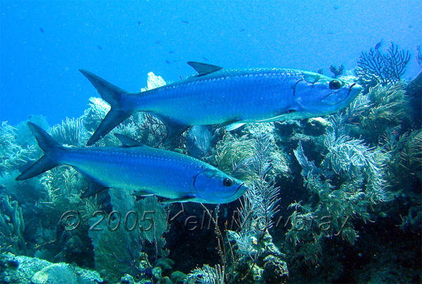 [Image: BLZ_tarpon_pair.jpg]