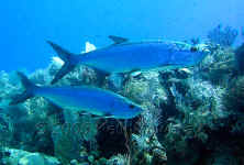 BLZ_tarpon pair.jpg (377316 bytes)