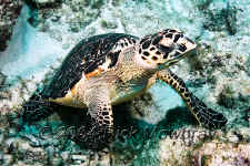 Belize - Green Sea Turtle
