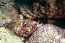 CAY_spotted_scorpionfish.jpg (400749 bytes)
