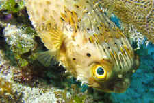 COZ_Balloonfish113_1333a.jpg (356589 bytes)