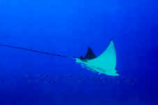 Cozumel - Spotted Eagle Ray