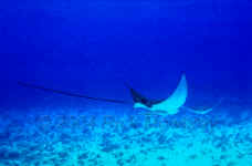 Cozumel - Spotted Eagle Ray